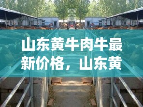 山东黄牛肉牛最新价格与市场动态分析