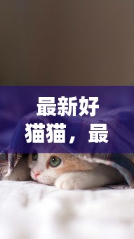 萌宠新星，最新好猫猫闪耀登场！