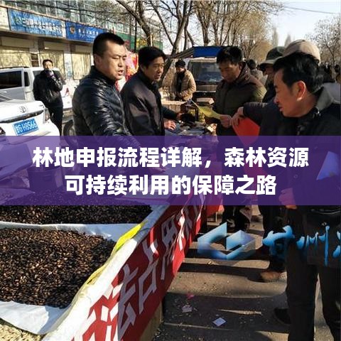 林地申报流程详解，森林资源可持续利用的保障之路