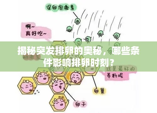 揭秘突发排卵的奥秘，哪些条件影响排卵时刻？