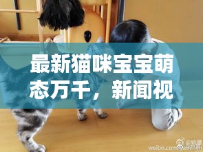 最新猫咪宝宝萌态万千，新闻视频汇集