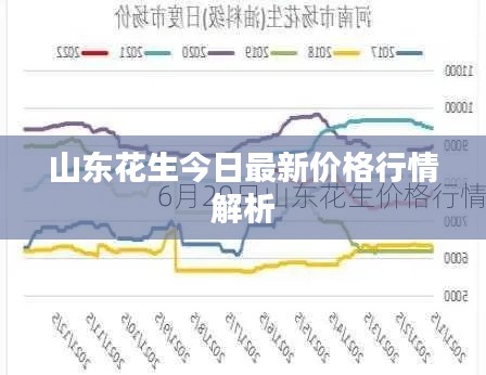 山东花生今日最新价格行情解析