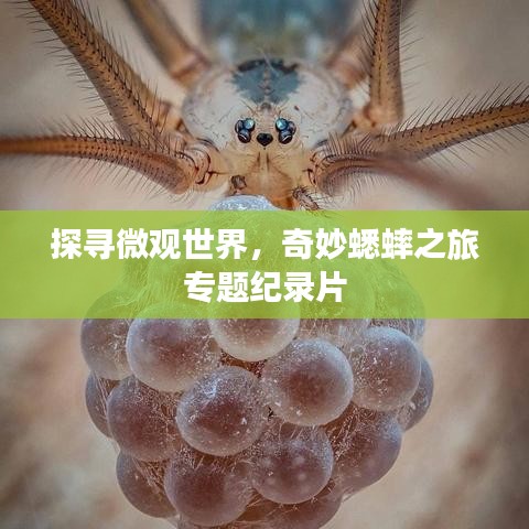 探寻微观世界，奇妙蟋蟀之旅专题纪录片