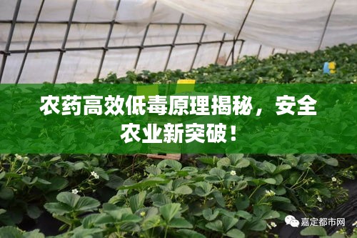 农药高效低毒原理揭秘，安全农业新突破！