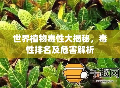 世界植物毒性大揭秘，毒性排名及危害解析
