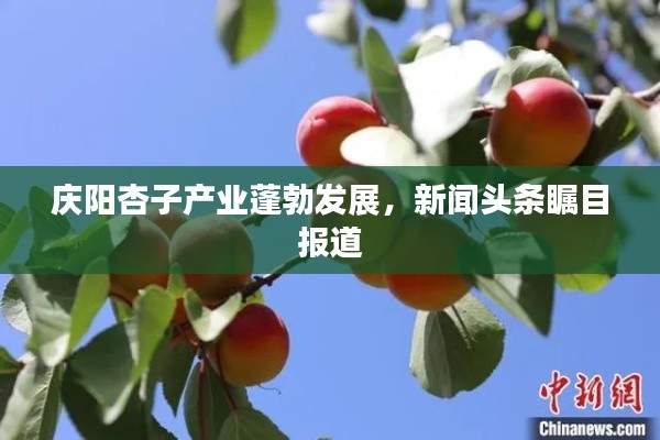 庆阳杏子产业蓬勃发展，新闻头条瞩目报道