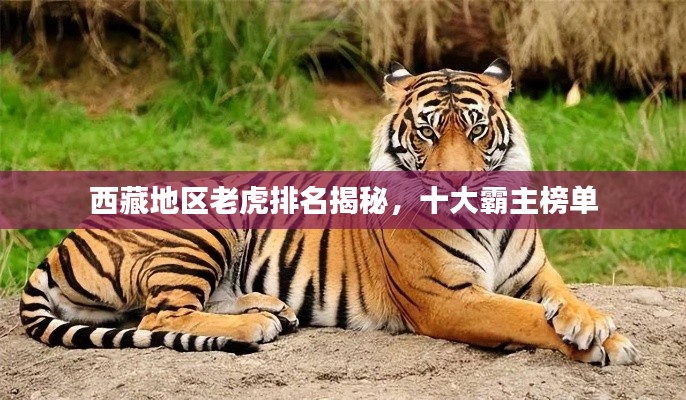 西藏地区老虎排名揭秘，十大霸主榜单