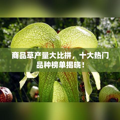 商品草产量大比拼，十大热门品种榜单揭晓！