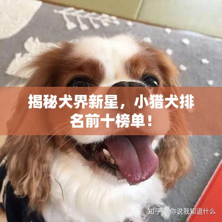 揭秘犬界新星，小猎犬排名前十榜单！