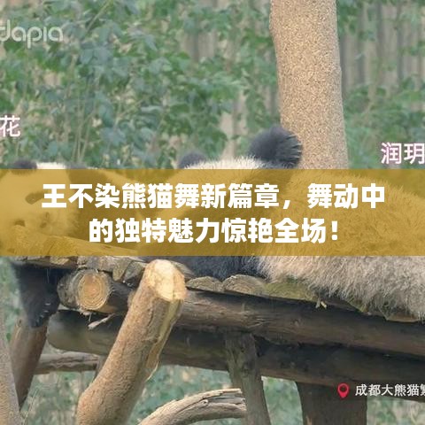 王不染熊猫舞新篇章，舞动中的独特魅力惊艳全场！