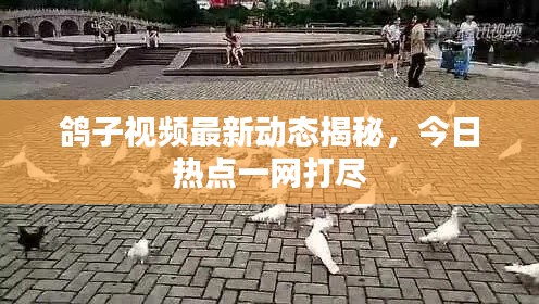 鸽子视频最新动态揭秘，今日热点一网打尽