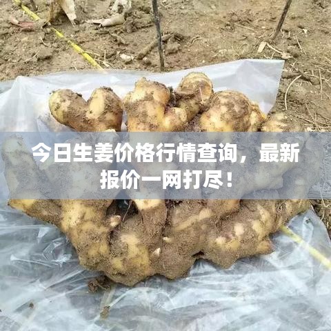 今日生姜价格行情查询，最新报价一网打尽！