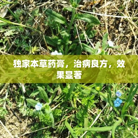 独家本草药膏，治病良方，效果显著