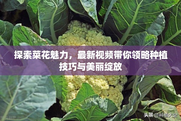 探索菜花魅力，最新视频带你领略种植技巧与美丽绽放
