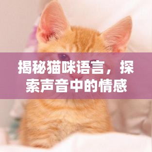 揭秘猫咪语言，探索声音中的情感与秘密
