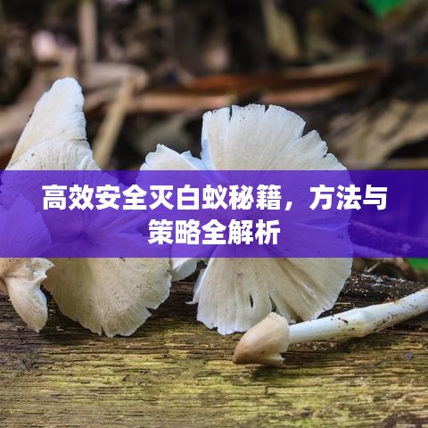 高效安全灭白蚁秘籍，方法与策略全解析