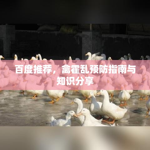 百度推荐，禽霍乱预防指南与知识分享