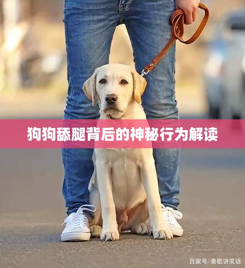 狗狗舔腿背后的神秘行为解读