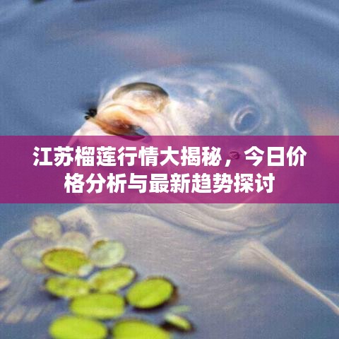 江苏榴莲行情大揭秘，今日价格分析与最新趋势探讨