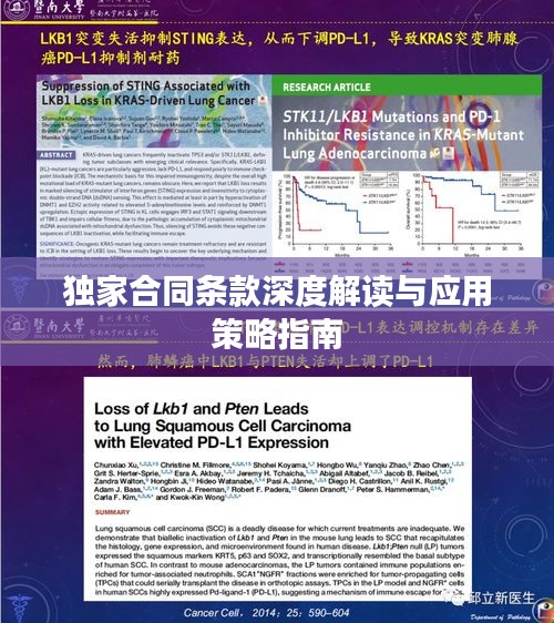 独家合同条款深度解读与应用策略指南