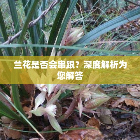 兰花是否会串跟？深度解析为您解答
