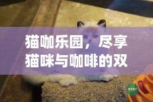 猫咖乐园，尽享猫咪与咖啡的双重魅力！
