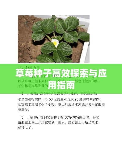 草莓种子高效探索与应用指南