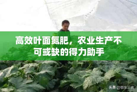 高效叶面氮肥，农业生产不可或缺的得力助手