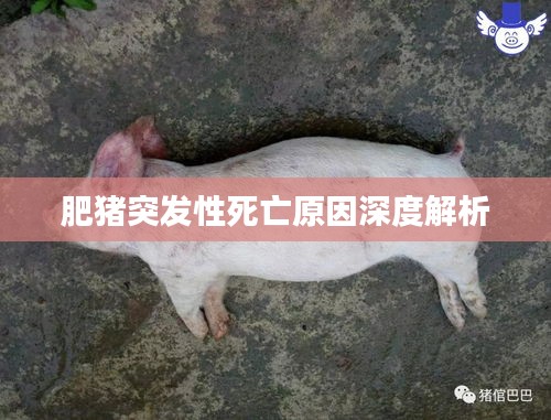 肥猪突发性死亡原因深度解析