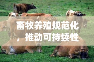 畜牧养殖规范化，推动可持续性与生态友好的畜牧业蓬勃发展