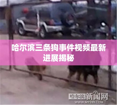 哈尔滨三条狗事件视频最新进展揭秘