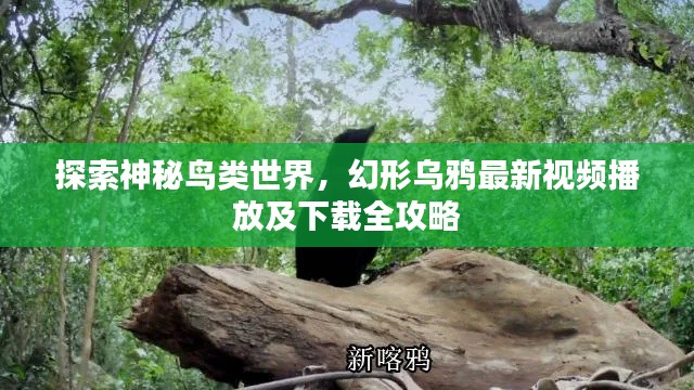 探索神秘鸟类世界，幻形乌鸦最新视频播放及下载全攻略